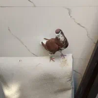 شهری|پرنده|خرمشهر, |دیوار