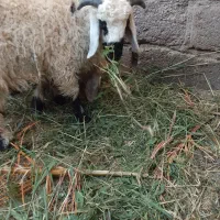 سه تابره نر|حیوانات مزرعه|بم, |دیوار