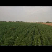 اجاره 3 هکتار زمین کشاورزی