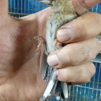جوجه قفس|پرنده|تهران, اتابک|دیوار