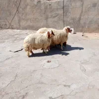 بره شیری چاق پرواری کیلو ۳۴۰هزار تومن|حیوانات مزرعه|شوشتر, |دیوار