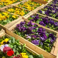 بنفشه بذر F1 خارجی ( هلندی ) جعبه ای