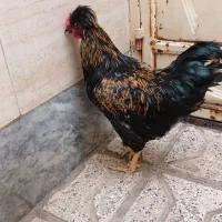 خروس کاکولی زینتی