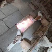 کبوتر پشتار