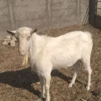 نر بز سانن وبره