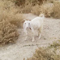 بز ماده|حیوانات مزرعه|اهرم, |دیوار