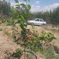 باغ ۵۲۰ متری قطره ای از باغات دیزبین قیمت توافقی|فروش خانه و ویلا|اهر, |دیوار