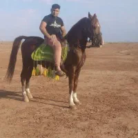 اسب کرد|اسب و تجهیزات اسب‌سواری|باشتین, |دیوار