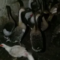 غازهای درشت هیکل