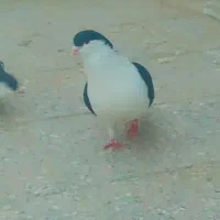 کبوتر ساده