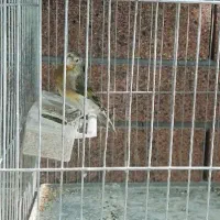 سهره قناری سقا