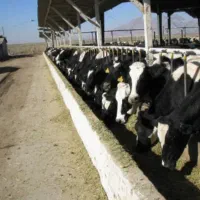 فروش گاوداری۲۰۰راسی صنعتی اردبیل باوام بانکی اماده