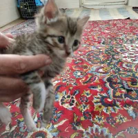 ...|گربه|قم, چهار مردان|دیوار