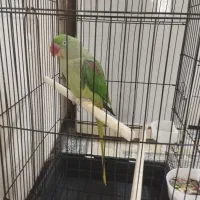 شاه طوطی 7 ماه رام