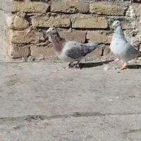 کبوتر هفرنگ رنگی|پرنده|بوئین زهرا, |دیوار