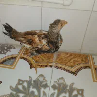 یک عدد جوجه کوردی