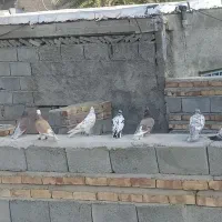 کبوتر تهرانی و ساده پر