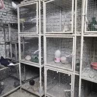 4دست 3عددی جفتکن کبوتر از قوطی 2*2 جهت فروش