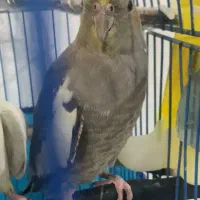 عروس هلندی ماده به همراه قفس