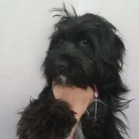 سگ شیترزو تریر ماده