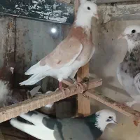 تعداد کبوتر پرشی