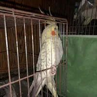۲عدد عروس هلندی