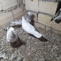 کبوتر|پرنده|بم, |دیوار