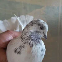 کفتر تهرانی نر و ماده کله ای پرشی|پرنده|برخوار, |دیوار