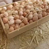 تخم مرغ محلی