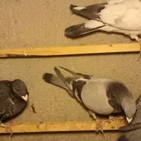 آلمانی مسافتی|پرنده|بسطام, |دیوار