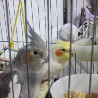 عروس هلندی جفت
