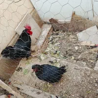 مرغ خروس سیاه