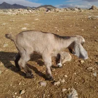 (کهره شیری)ماده|حیوانات مزرعه|خفر, |دیوار