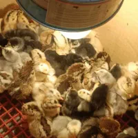 جوجه محلی ، گلین و  لاری