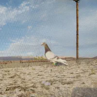 کبوتر