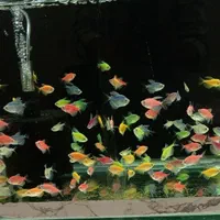 انواع ماهی و آکواریوم گیاه آپارتمانی وآبزی