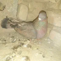 دوعدد‌کبوتر‌۴۰یانتی‌هردو‌ماده‌جفتی‌1تومن