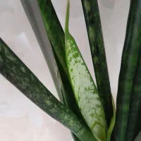 گل سانسوریا بزرگ|گل و گیاه طبیعی|مریوان, |دیوار