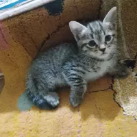 گربه