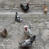 مرغ و خروس