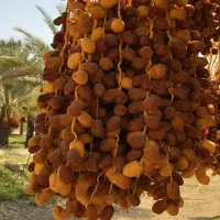 نیروی خرما پاکن