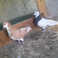 دوعدد کبوتر پرشی