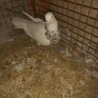 فروش 2عددطوقی نر|پرنده|لامرد, |دیوار