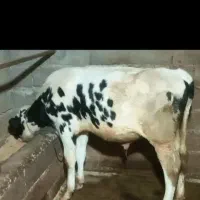 گوساله نر مونت