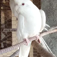 جفت آلبینو مولد