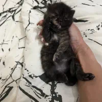 توله ی بریتیش|گربه|رشت, باهنر|دیوار