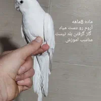 عروس هلندی البینو لوتینو|پرنده|کرج, حصارک پایین|دیوار