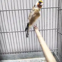 سهره|پرنده|اسلامشهر, شهرک محمدیه|دیوار