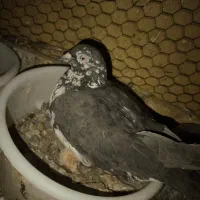 کفتر|پرنده|اصفهان, خانه اصفهان|دیوار