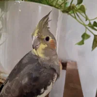 عروس هلندی نژاد سینامون|پرنده|شهریار, شهرک شاهد|دیوار